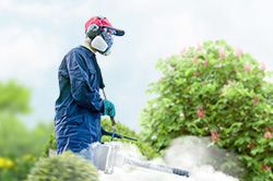 Обработка сада от паразитов - необходимые меры и их регулярность  в Иваново